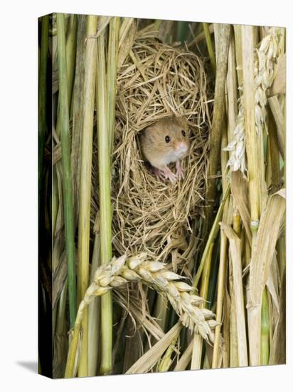 Harvest Mouse Adult Emerging from Breeding Nest in Corn, UK-Andy Sands-Stretched Canvas