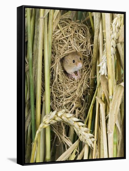 Harvest Mouse Adult Emerging from Breeding Nest in Corn, UK-Andy Sands-Framed Stretched Canvas