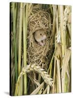 Harvest Mouse Adult Emerging from Breeding Nest in Corn, UK-Andy Sands-Stretched Canvas