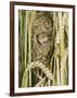 Harvest Mouse Adult Emerging from Breeding Nest in Corn, UK-Andy Sands-Framed Premium Photographic Print