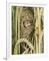 Harvest Mouse Adult Emerging from Breeding Nest in Corn, UK-Andy Sands-Framed Premium Photographic Print