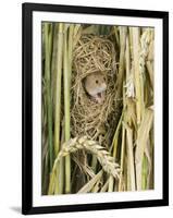 Harvest Mouse Adult Emerging from Breeding Nest in Corn, UK-Andy Sands-Framed Premium Photographic Print