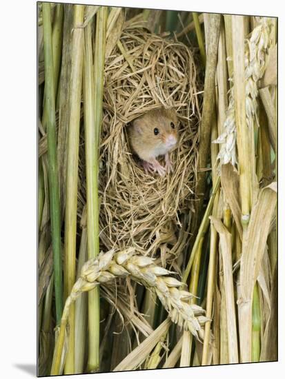 Harvest Mouse Adult Emerging from Breeding Nest in Corn, UK-Andy Sands-Mounted Premium Photographic Print