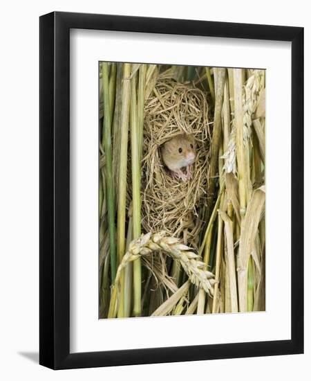 Harvest Mouse Adult Emerging from Breeding Nest in Corn, UK-Andy Sands-Framed Premium Photographic Print