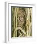 Harvest Mouse Adult Emerging from Breeding Nest in Corn, UK-Andy Sands-Framed Premium Photographic Print