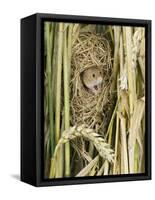 Harvest Mouse Adult Emerging from Breeding Nest in Corn, UK-Andy Sands-Framed Stretched Canvas