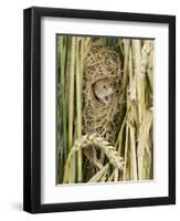 Harvest Mouse Adult Emerging from Breeding Nest in Corn, UK-Andy Sands-Framed Photographic Print