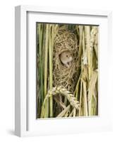 Harvest Mouse Adult Emerging from Breeding Nest in Corn, UK-Andy Sands-Framed Photographic Print