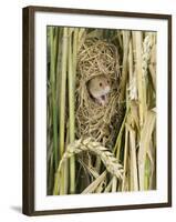 Harvest Mouse Adult Emerging from Breeding Nest in Corn, UK-Andy Sands-Framed Photographic Print