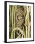 Harvest Mouse Adult Emerging from Breeding Nest in Corn, UK-Andy Sands-Framed Photographic Print