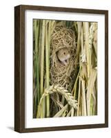 Harvest Mouse Adult Emerging from Breeding Nest in Corn, UK-Andy Sands-Framed Photographic Print