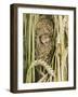 Harvest Mouse Adult Emerging from Breeding Nest in Corn, UK-Andy Sands-Framed Photographic Print