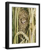 Harvest Mouse Adult Emerging from Breeding Nest in Corn, UK-Andy Sands-Framed Photographic Print