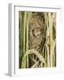 Harvest Mouse Adult Emerging from Breeding Nest in Corn, UK-Andy Sands-Framed Photographic Print