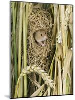 Harvest Mouse Adult Emerging from Breeding Nest in Corn, UK-Andy Sands-Mounted Photographic Print