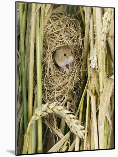 Harvest Mouse Adult Emerging from Breeding Nest in Corn, UK-Andy Sands-Mounted Photographic Print