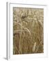 Harvest mouse climbing among wheat, Hertfordshire, England, UK, August-Andy Sands-Framed Photographic Print