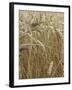 Harvest mouse climbing among wheat, Hertfordshire, England, UK, August-Andy Sands-Framed Photographic Print