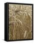 Harvest mouse climbing among wheat, Hertfordshire, England, UK, August-Andy Sands-Framed Stretched Canvas