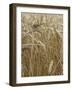 Harvest mouse climbing among wheat, Hertfordshire, England, UK, August-Andy Sands-Framed Photographic Print