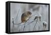 Harvest mouse climbing on frosty seedhead, Hertfordshire, England, UK-Andy Sands-Framed Stretched Canvas