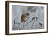 Harvest mouse climbing on frosty seedhead, Hertfordshire, England, UK-Andy Sands-Framed Photographic Print