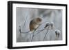 Harvest mouse climbing on frosty seedhead, Hertfordshire, England, UK-Andy Sands-Framed Photographic Print