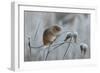 Harvest mouse climbing on frosty seedhead, Hertfordshire, England, UK-Andy Sands-Framed Photographic Print