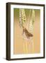 Harvest Mouse Close Up in Wheat-null-Framed Photographic Print