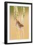 Harvest Mouse Close Up in Wheat-null-Framed Photographic Print