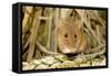 Harvest Mouse Eating Wheat Seed-null-Framed Stretched Canvas