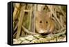 Harvest Mouse Eating Wheat Seed-null-Framed Stretched Canvas