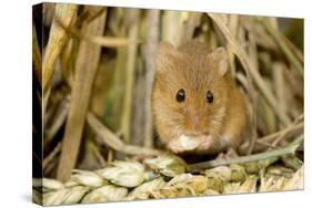 Harvest Mouse Eating Wheat Seed-null-Stretched Canvas