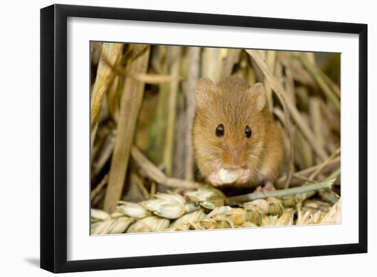 Harvest Mouse Eating Wheat Seed-null-Framed Photographic Print