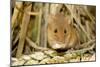 Harvest Mouse Eating Wheat Seed-null-Mounted Photographic Print