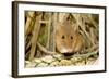 Harvest Mouse Eating Wheat Seed-null-Framed Photographic Print