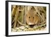 Harvest Mouse Eating Wheat Seed-null-Framed Photographic Print