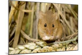 Harvest Mouse Eating Wheat Seed-null-Mounted Photographic Print