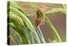 Harvest Mouse in Barley-null-Stretched Canvas