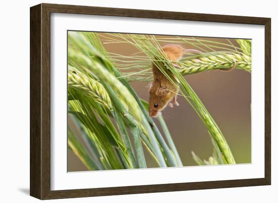 Harvest Mouse in Barley-null-Framed Photographic Print