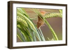 Harvest Mouse in Barley-null-Framed Photographic Print