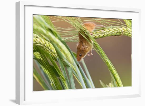 Harvest Mouse in Barley-null-Framed Photographic Print