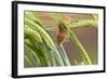 Harvest Mouse in Barley-null-Framed Photographic Print