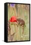 Harvest Mouse in Mixed Meadow-null-Framed Stretched Canvas