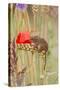 Harvest Mouse in Mixed Meadow-null-Stretched Canvas