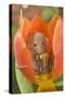 Harvest Mouse in Tulip Flower-null-Stretched Canvas