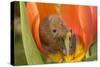 Harvest Mouse in Tulip Flower-null-Stretched Canvas