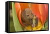 Harvest Mouse in Tulip Flower-null-Framed Stretched Canvas