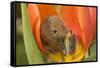 Harvest Mouse in Tulip Flower-null-Framed Stretched Canvas