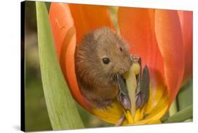 Harvest Mouse in Tulip Flower-null-Stretched Canvas